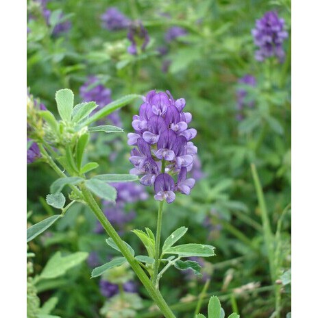 紫花苜蓿種子紫花苜蓿紫苜蓿牧蓿苜蓿路蒸藥草之王藥草種子花卉種籽 農產種子郵購讚 蝦皮購物