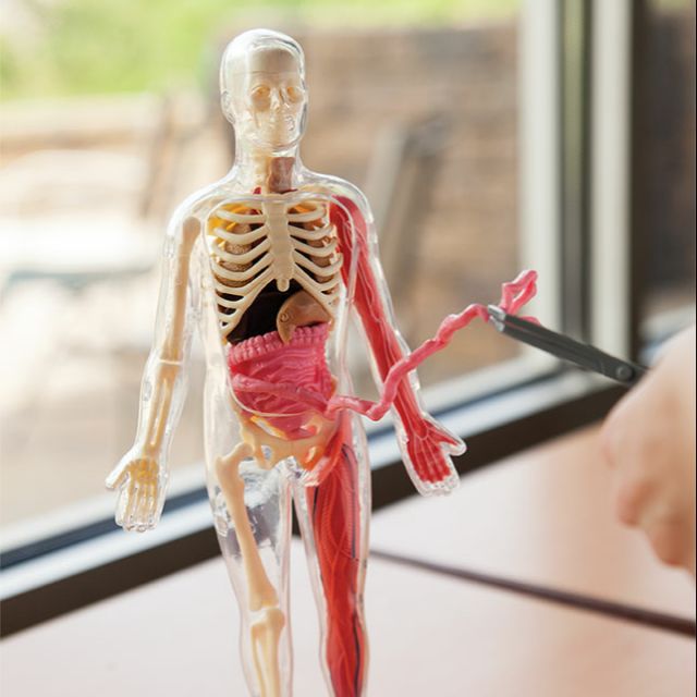 花🌹4歲up🌹全新現貨🌹 軟Q人體模型 人體模型組 柔軟的身體 STEAM 身體大探索 SmartLab