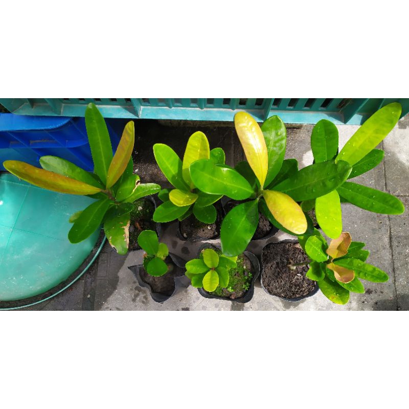 福木、福木苗、四寸盆