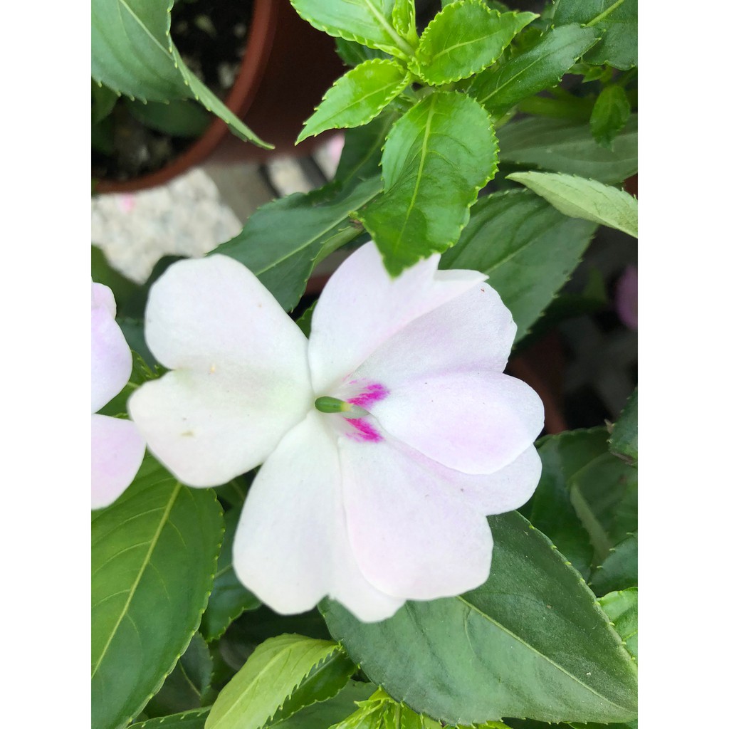 花花世界 季節花卉 新幾內亞鳳仙花 可挑花色 五彩鳳仙 5 6吋盆 高15 30cm Ma 蝦皮購物