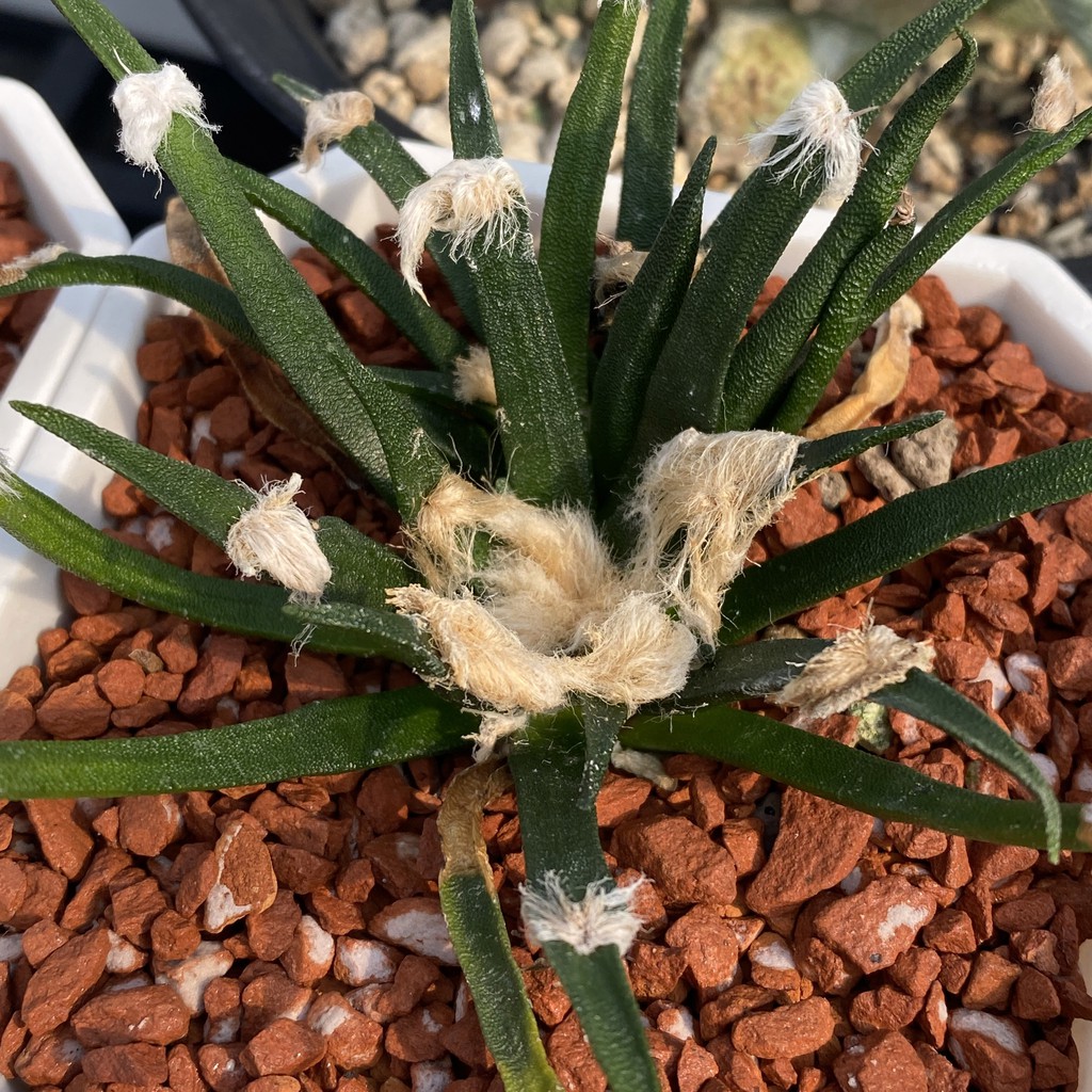 Ariocarpus屬仙人掌 岩牡丹花牡丹龍舌牡丹 蝦皮購物