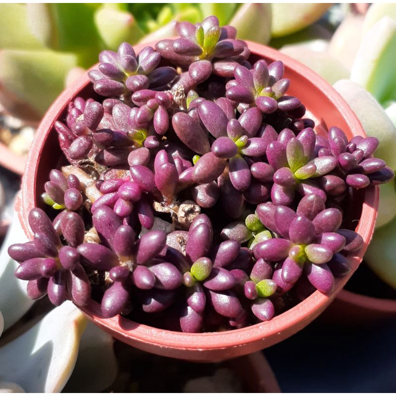 🪴可愛多肉植物🪴一吋盆紫米飯#馬齒莧科馬齒莧屬