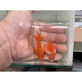 珠鱗 頑全魚樂工作室 活餌 高級飼料 蝦皮購物