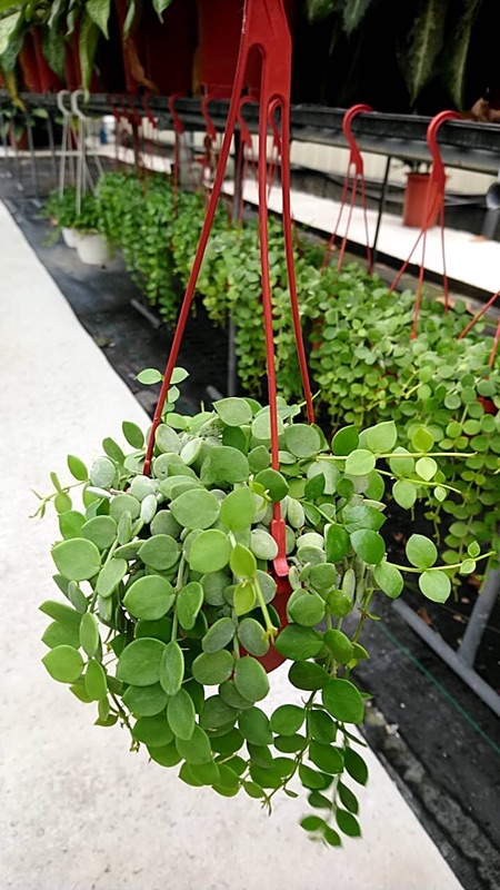 🌳 觀賞植物、綠化空間 【 串錢藤 】3吋吊盆