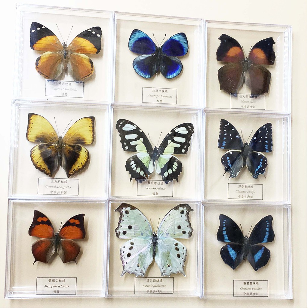 昆蟲標本盒的價格推薦 21年7月 比價比個夠biggo