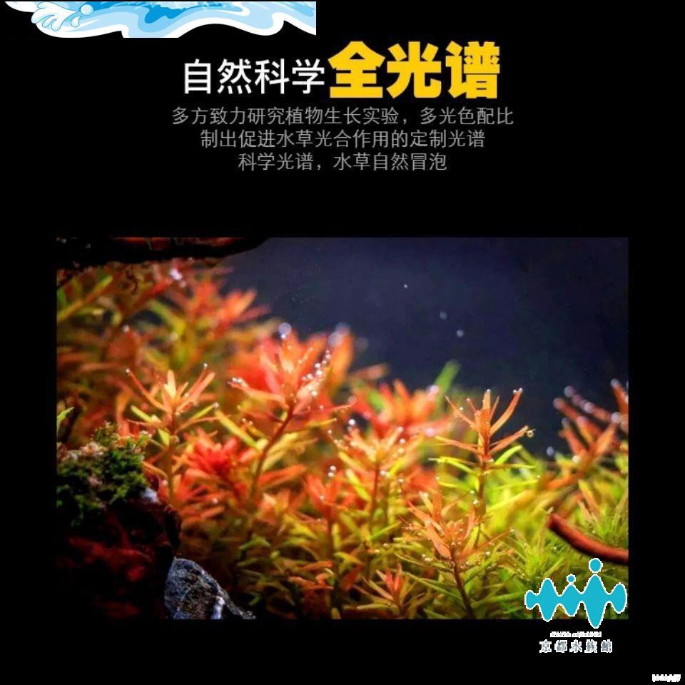 金魚水草照明