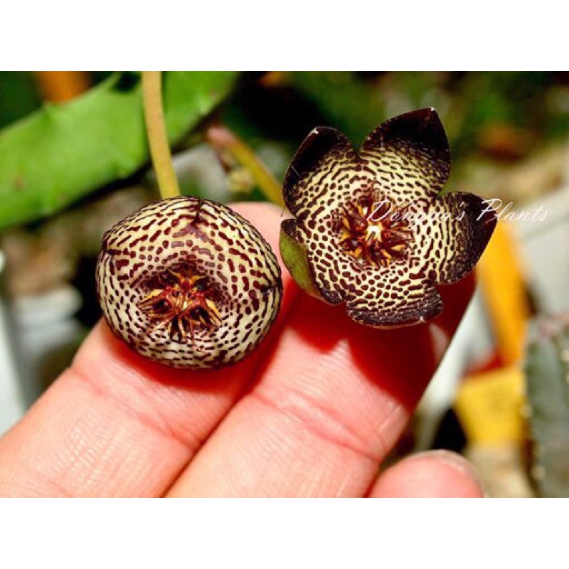 蘿藦多肉植物140Tromotriche engleriana X Orbea albocastanea白餅乾