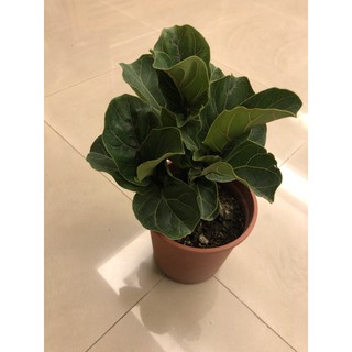 琴葉 榕/5吋/6吋～多年生常綠植物/室內觀葉植物
