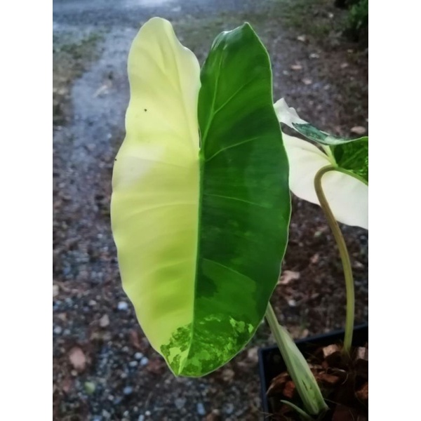 斑葉獨角獸 Philodendron Burle Marx 蔓綠絨(連盆寄出)