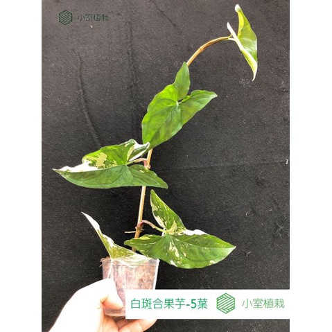 [小室植栽]白斑合果芋-5葉-長條-(鹿角蕨、觀葉、蕨)-尺寸如圖