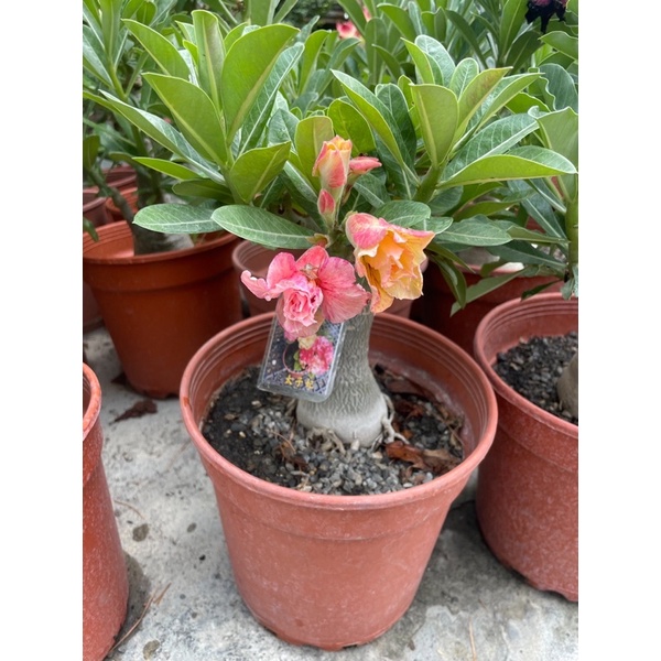 沙漠玫瑰7吋盆特價一棵450元