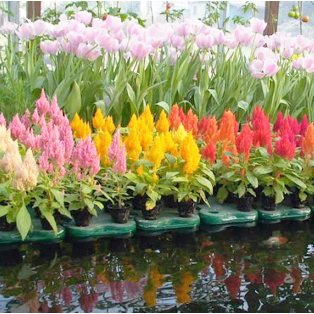 魚缸魚池種花種菜魚菜共生水耕植物多肉植物水族箱園藝花盆有機蔬菜水池花園造景水草水上葉人工浮島景觀 蝦皮購物