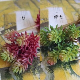 (永美小舖) 6叉玉蓮 2款 微景觀多肉植物 造景盆栽 婚禮櫥窗店面桌面空間佈置裝飾 拍照攝影道具 模擬多肉植物