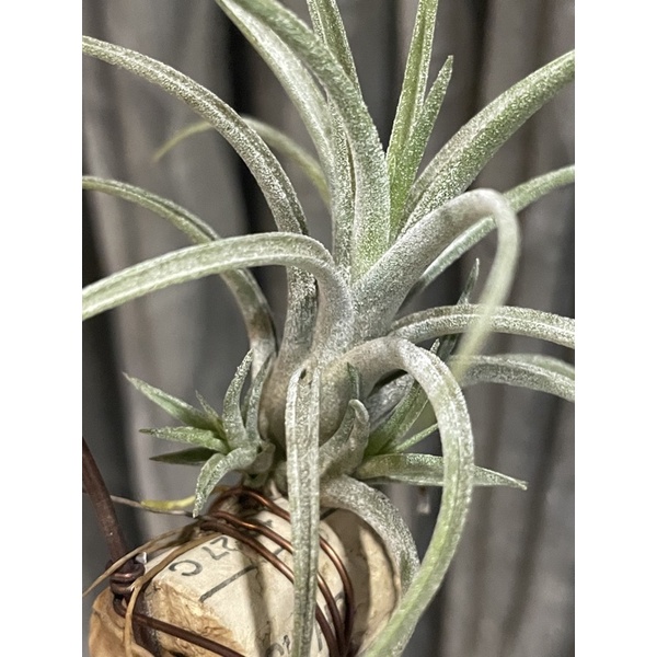 空氣鳳梨T. ionantha X diguetii 小精靈X迷你電捲