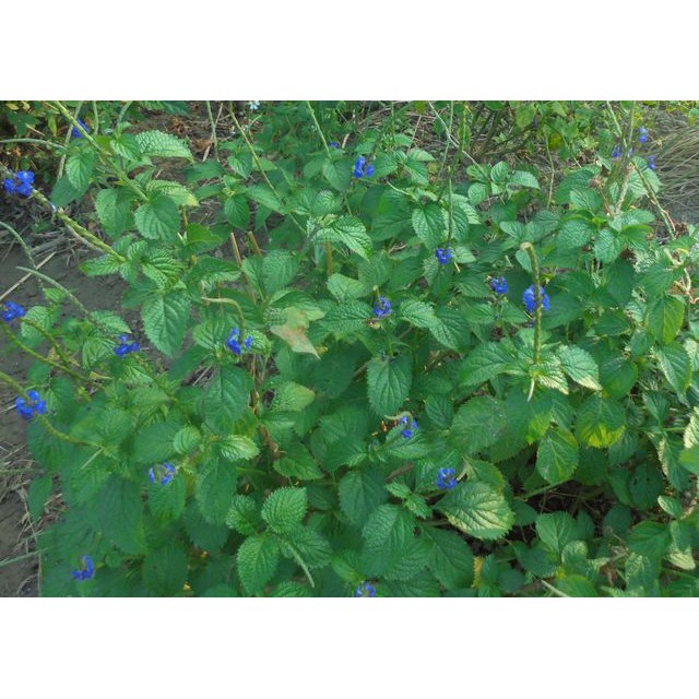 長穗木 馬鞭草 種子95顆30元 盆苗3盆1元 蝦皮購物