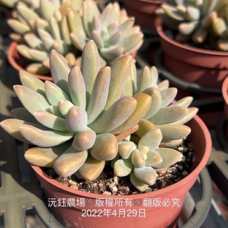 沅鈺農場多肉植物秋麗 蝦皮購物
