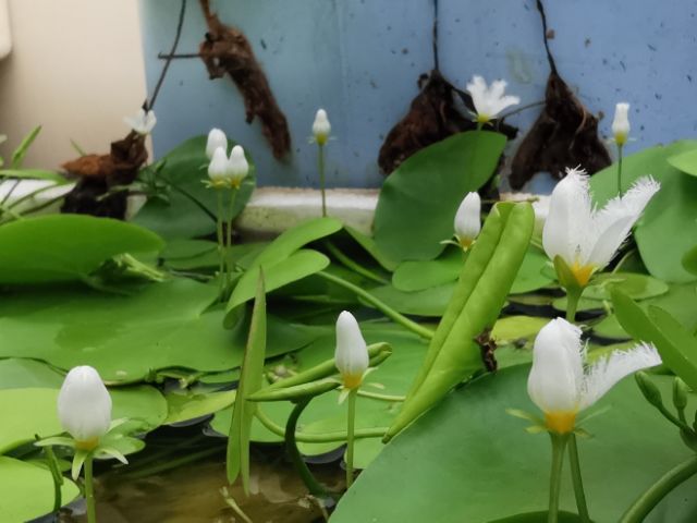 水耕植物 一葉蓮 一葉片子 水生植物 放水面就可活 療癒植栽 蝦皮購物