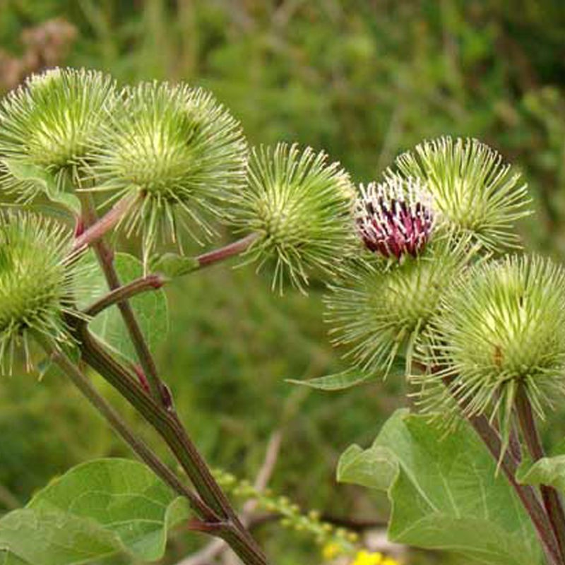 新牛蒡種子中藥材四季種植枸杞決明子種孑牛蒡子種籽牛蒡根茶春季 蝦皮購物