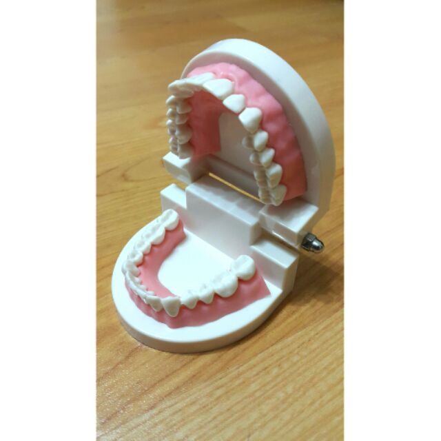 保母考試 牙齒模型（有牙縫）