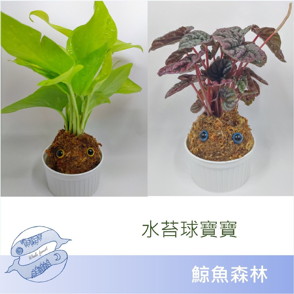 〖 鯨魚森林 〗水苔球寶寶手作 DIY 材料包 （購買前請詳讀商品敘述）