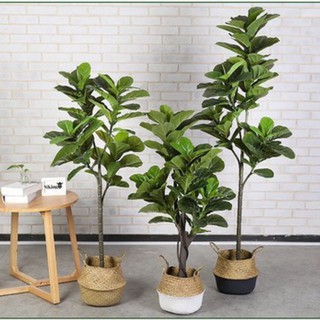 ❤️宅配免運費❤️琴葉榕 盆栽 大型植物 綠色植物 假植物 龜背葉 旅人蕉 假樹 仿真植物 龜背葉 旅人蕉 假植物盆栽