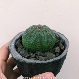 5pm 酉 / 布紋球 晃玉 實生 Euphorbia obesa / 塊根植物 仙人掌 大戟科 植物 多肉 植栽