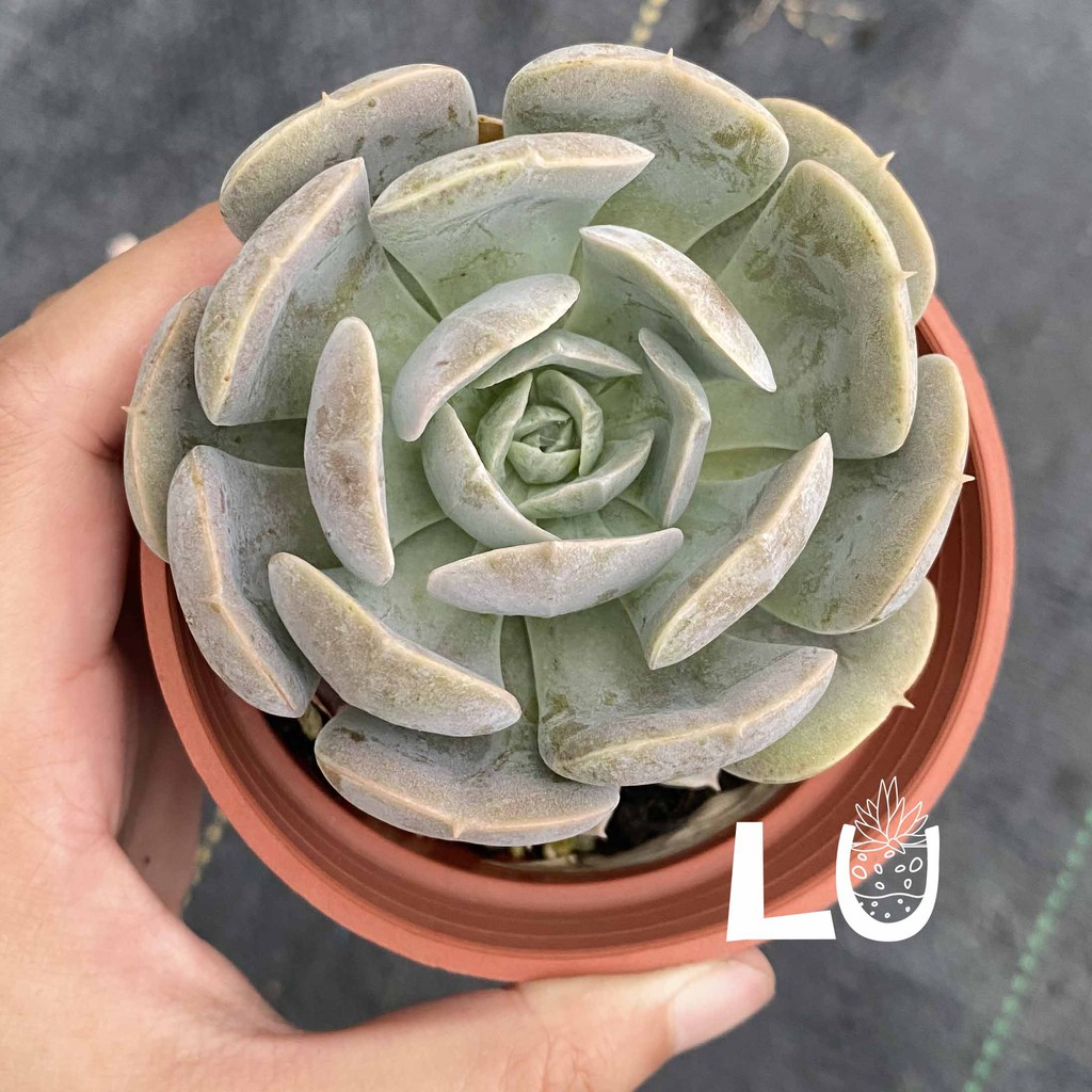 三吋多肉植物 魯氏石蓮 呂爸爸農家樂 蝦皮購物