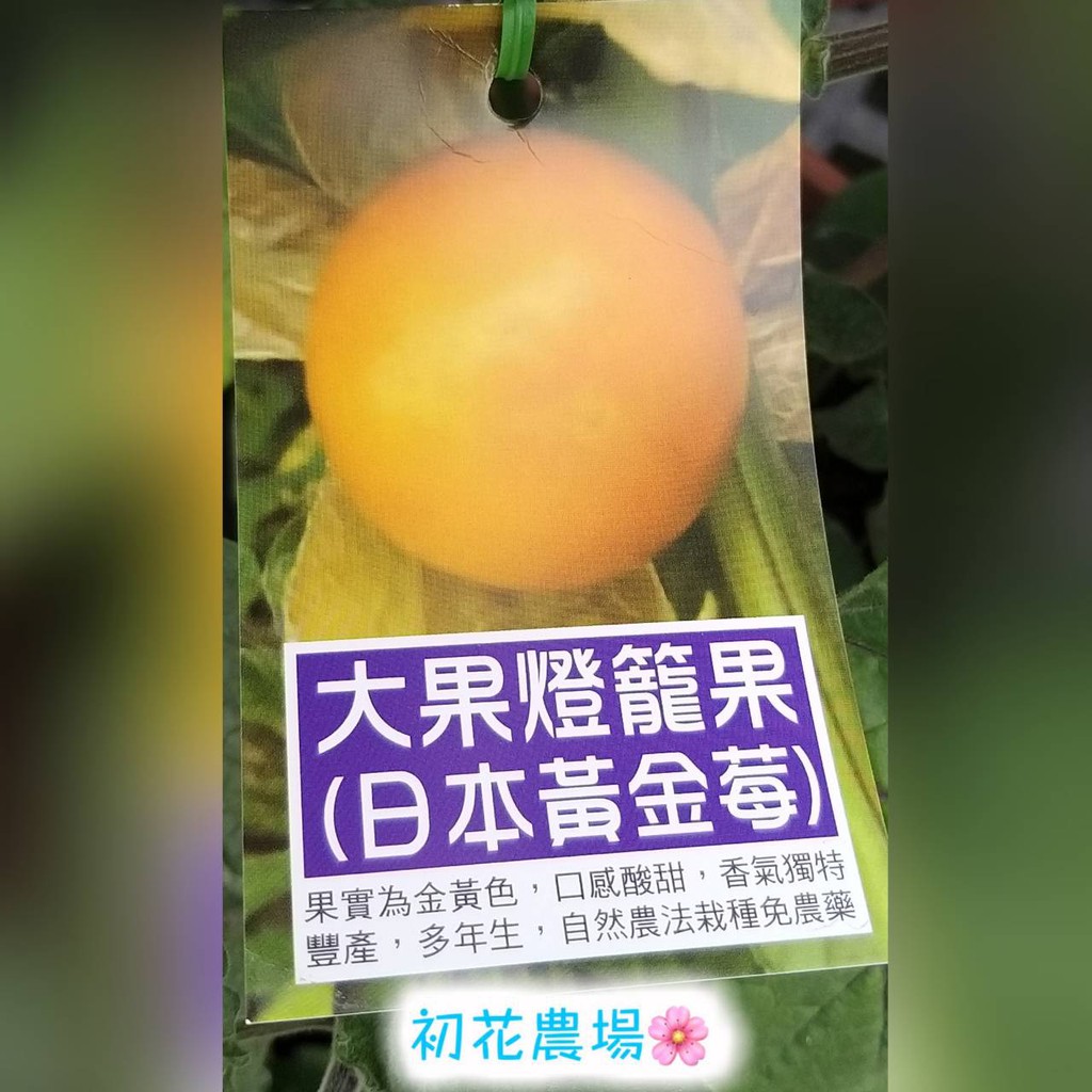 初花農場|日本黃金莓(燈籠果)|6吋盆|果樹｜冬天至春天為開花結果期----定價200特價160