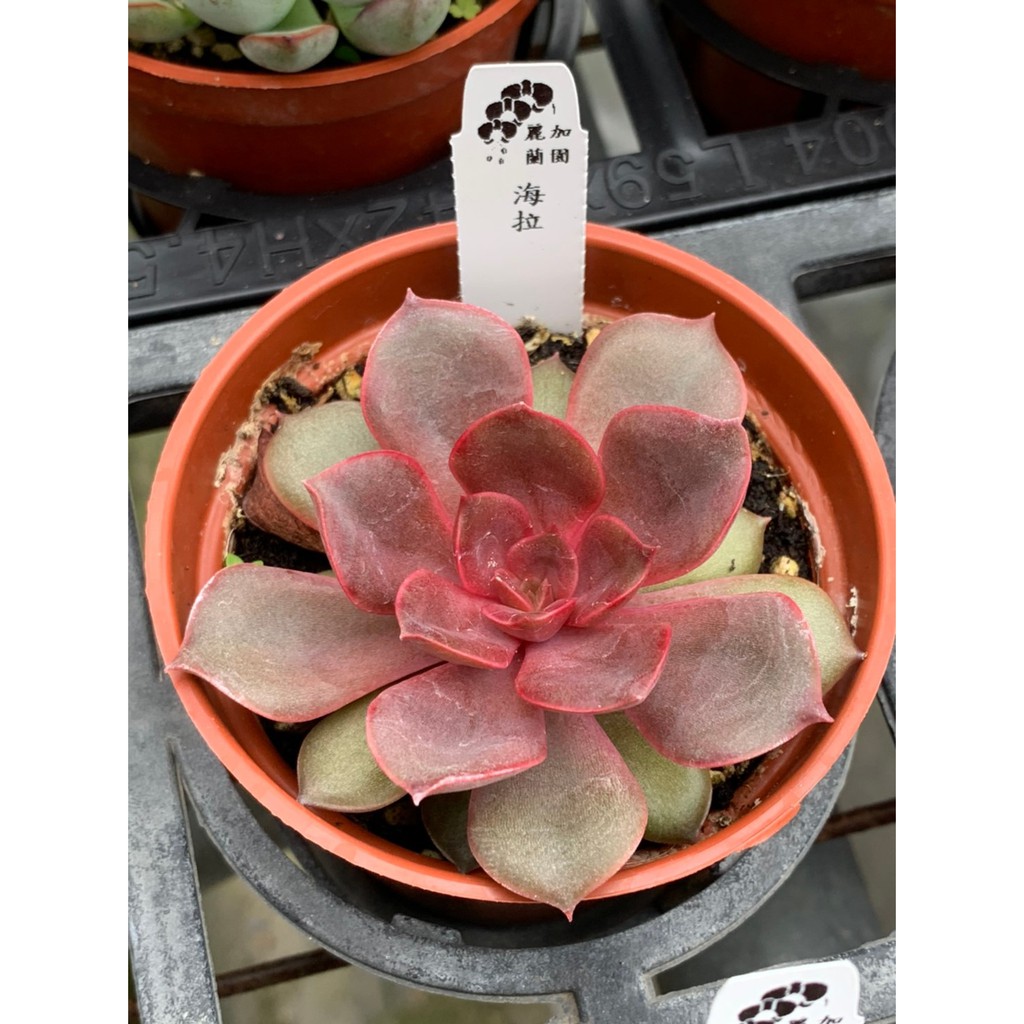 麗加蘭園 多肉植物 海拉 美娜 全紅葉型多肉 日照充足與大溫差會越來越紅 蝦皮購物