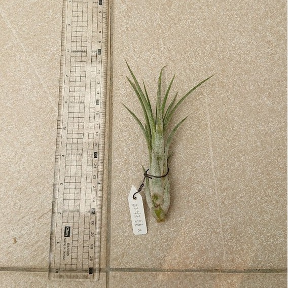 空氣鳳梨 Tillandsia paucifolia X 紅女王頭X