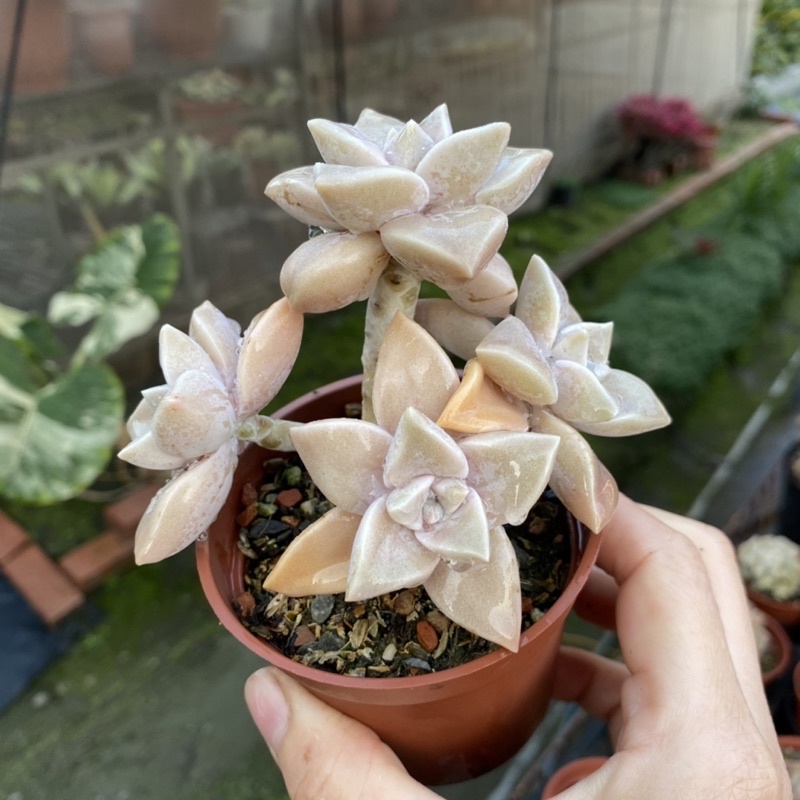 紅瓦仙肉屋朧月老欉 多肉植物 景天 編號 50 蝦皮購物