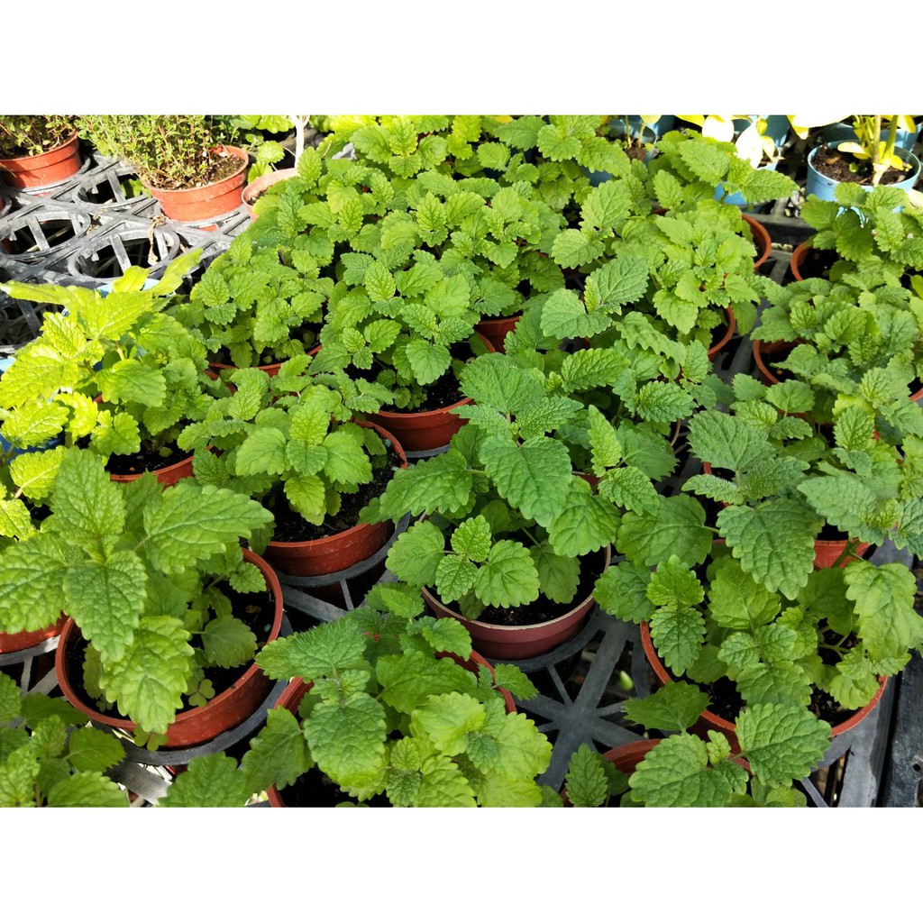 花精靈植物的家 香草 多年草本 檸檬香蜂草 3吋 高5 10公分 蝦皮購物