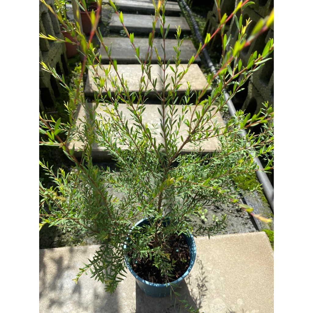 植系青屬-棉花糖茶樹/香料植物/香草植物/五吋盆