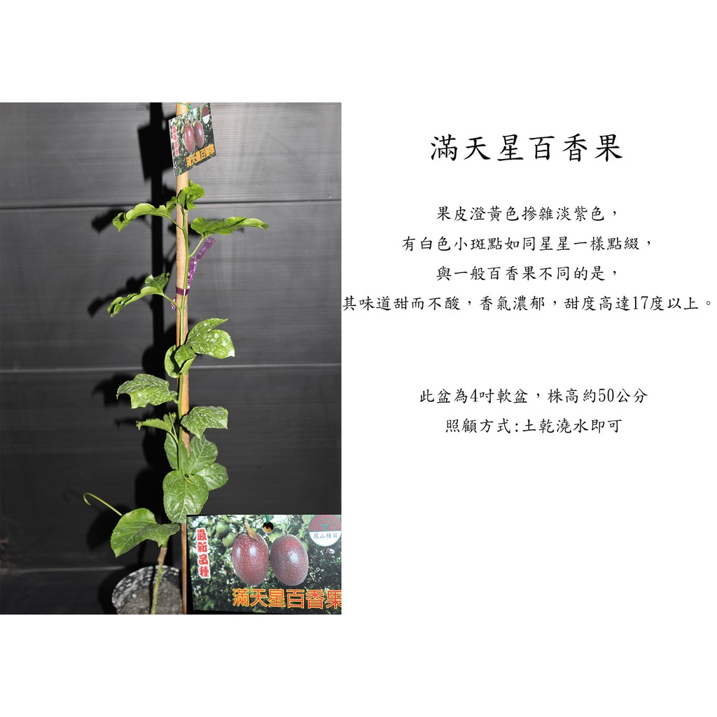 心栽花坊-滿天星百香果/4吋/百香果品種/水果苗/嫁接苗/售價160特價130