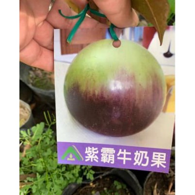 李家果苗 紫霸牛奶果 4吋半盆 靠接苗 熱帶果樹 高度50-70公分 單價500元 特價450元