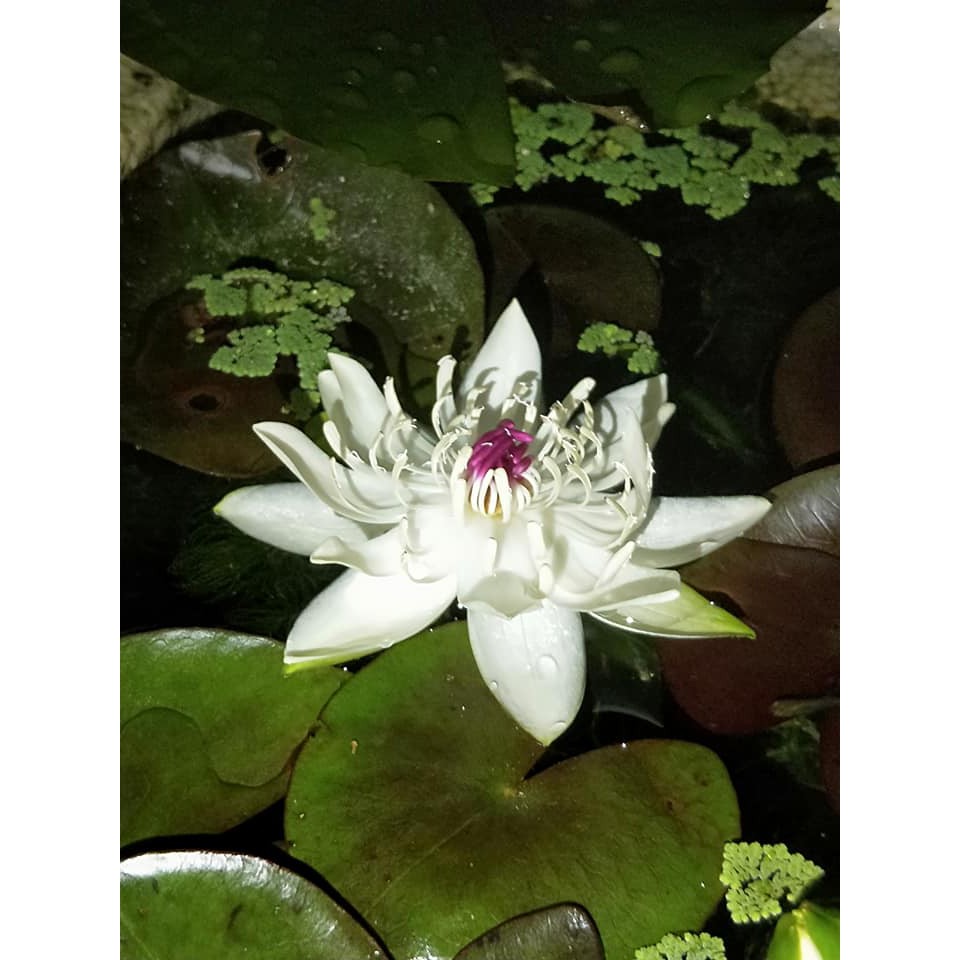 祕魯夜開睡蓮 迷你香水夜蓮 下單前請先聊聊 蝦皮購物