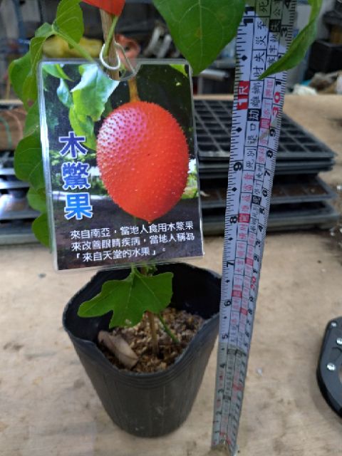 木鱉果種子種苗 公株 母株 蝦皮購物