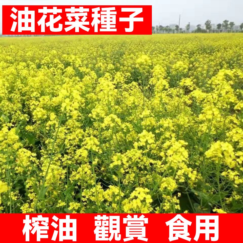 油菜種子 觀賞油菜花種子 榨油食用油菜籽油 雜交高產油菜種子 耐寒耐旱 花卉種子 蔬菜種子