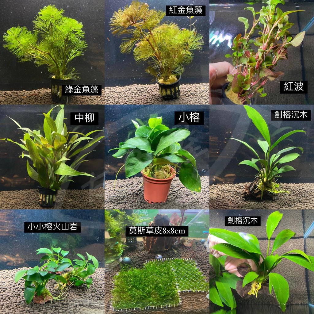 水草真水草陰性草真水草水族造景裝飾造景裝飾盆草金魚草金魚藻小榕莫斯莫絲中柳小海棠小海環