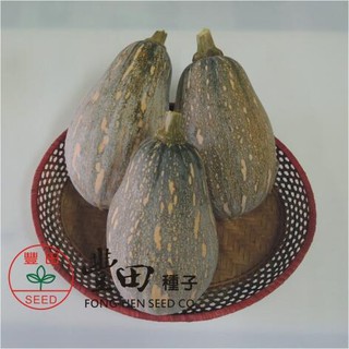 【萌田種子~】K75 一口香QQ南瓜種子5粒 , 果實木瓜型 , 肉質香甜 , 口感QQ~