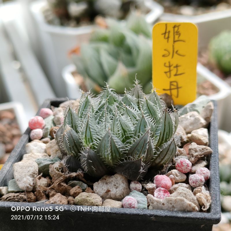 肉部屋姬水牡丹玉露百合多肉植物阿福花科 蝦皮購物