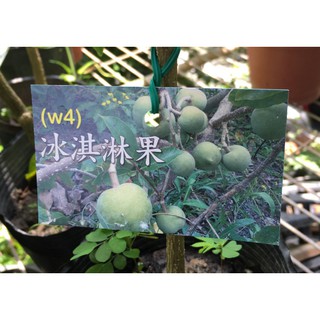 花囍園_水果苗—白柿 (冰淇淋果)(嫁)--質地如冰淇淋~風味奇佳/4吋高約30-35cm/特價680
