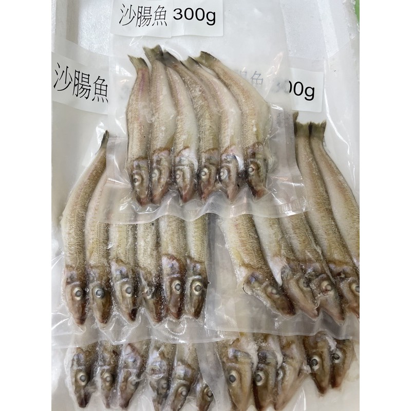 澎湖野生海魚-沙梭魚（沙腸仔）