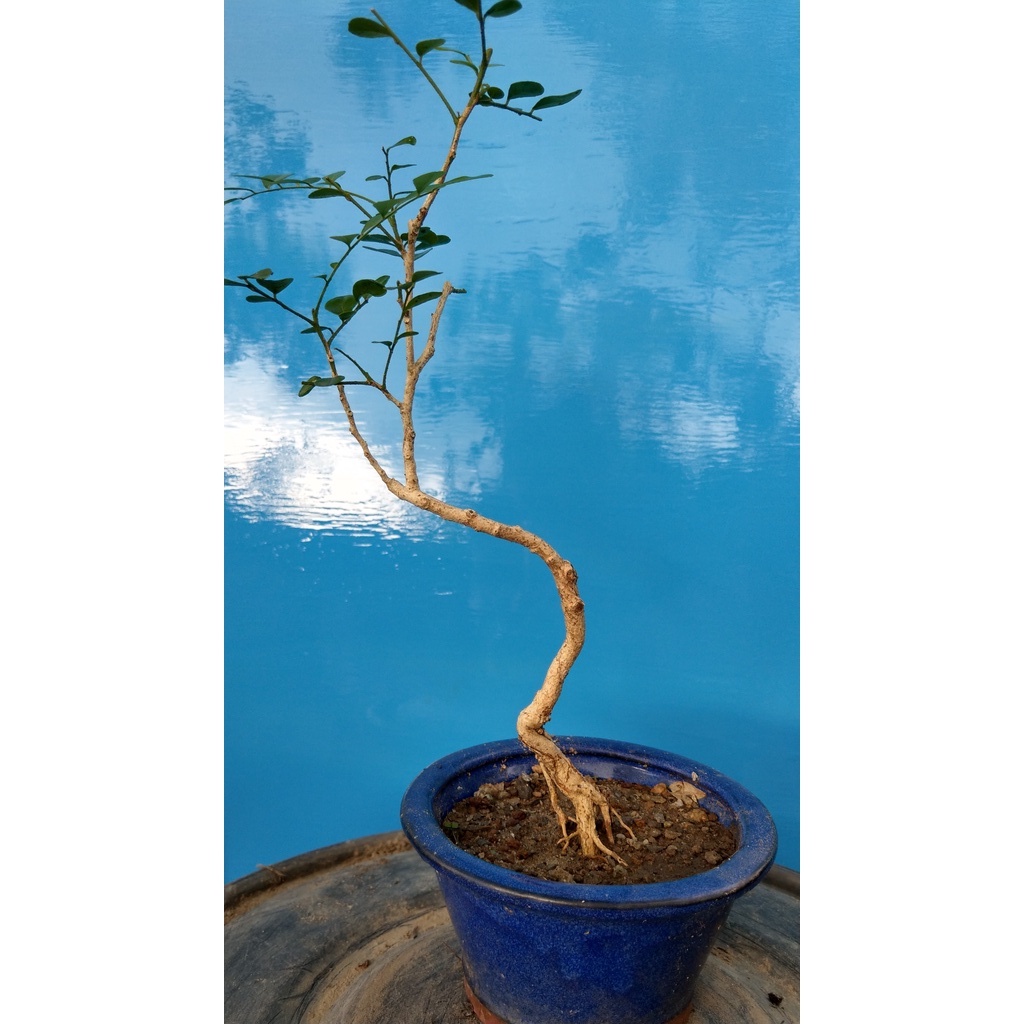 七里香 小型盆栽 高約30cm