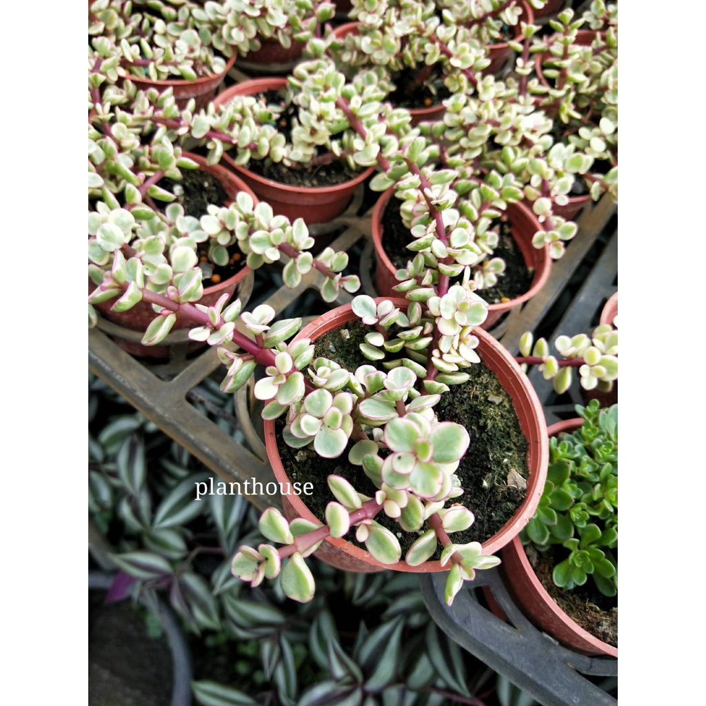 植宅 斑葉銀杏木 雅樂之舞 3吋盆 多肉植物 蝦皮購物