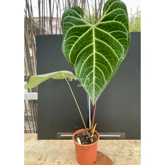 巨葉穩根皇火鶴  anthurium regale。（觀葉植物、雨林植物、火鶴花燭、聖靈、龜背芋、蔓綠絨）