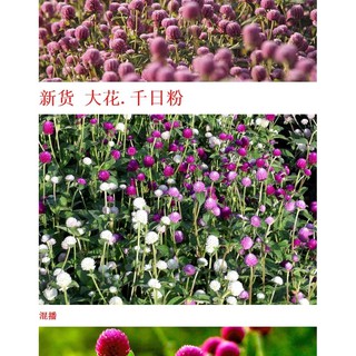 現貨花種子50顆千日紅百日紅圓仔花火球庭院景觀綠化花卉盆栽易活花籽千日紫種子 蝦皮購物