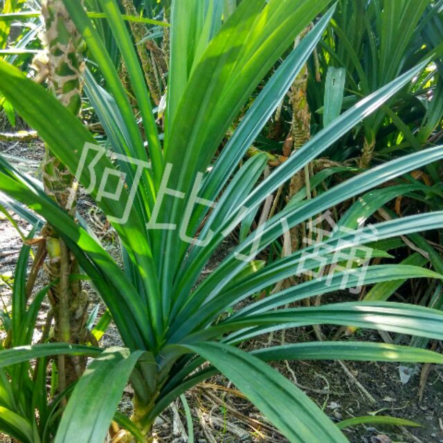 大棵香蘭苗、斑蘭苗、七葉蘭苗40～60公分，香蘭裸根苗