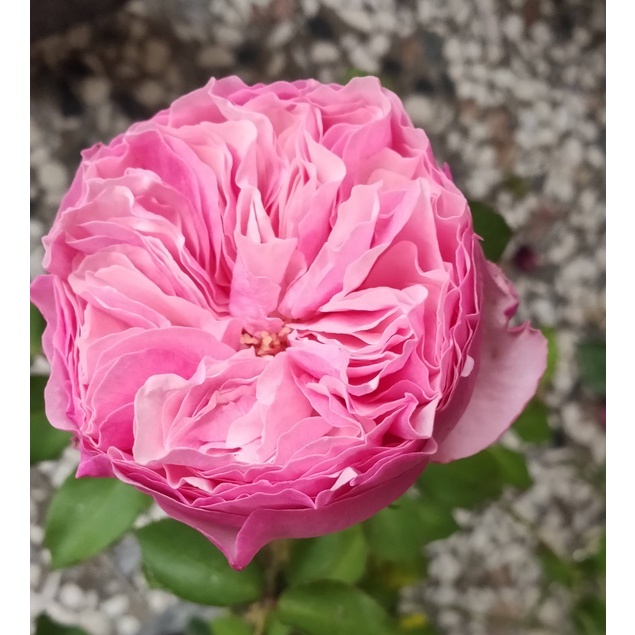 《凱莉》 🈶貨 🌹 玫瑰花盆栽苗 🌹 玫瑰苗 🌹 玫瑰花苗 🌹 玫瑰盆花 🌹玫瑰花🌹
