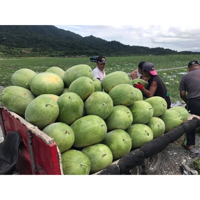 花蓮鳳林壹畝田大西瓜 蝦皮購物
